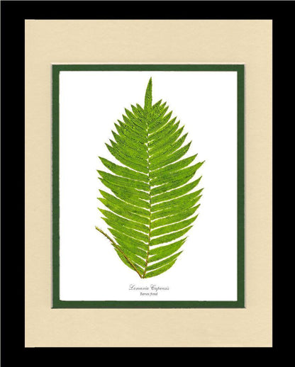 Lomaria capensis-Barren Frond Botanical Wall Art Print-Charting Nature