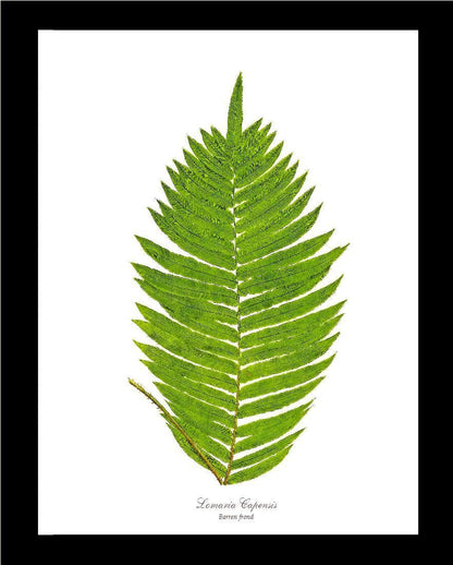Lomaria capensis-Barren Frond Botanical Wall Art Print-Charting Nature
