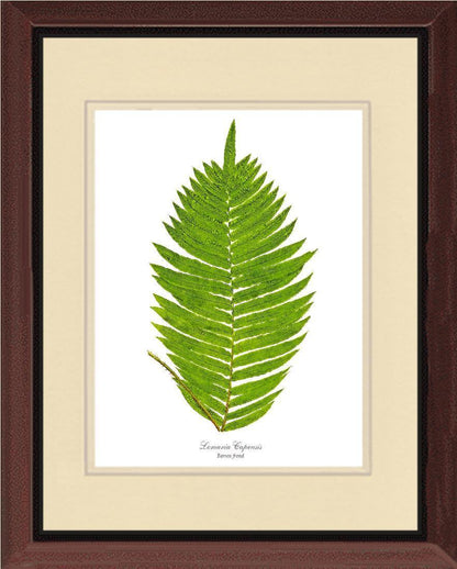 Lomaria capensis-Barren Frond Botanical Wall Art Print-Charting Nature