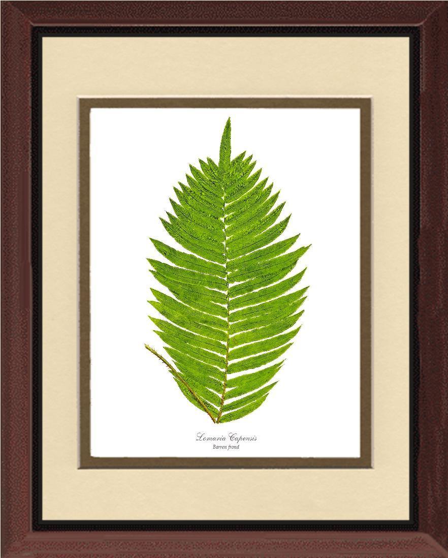 Lomaria capensis-Barren Frond Botanical Wall Art Print-Charting Nature