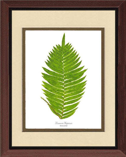 Lomaria capensis-Barren Frond Botanical Wall Art Print-Charting Nature