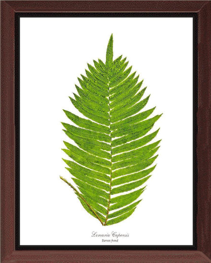 Lomaria capensis-Barren Frond Botanical Wall Art Print-Charting Nature