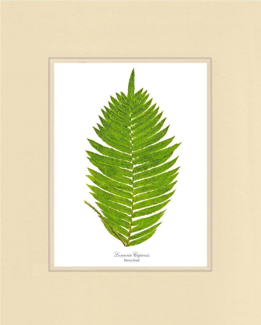 Lomaria capensis-Barren Frond Botanical Wall Art Print-Charting Nature