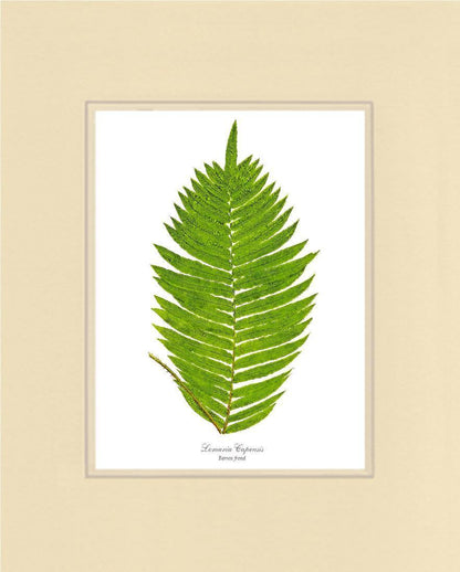 Lomaria capensis-Barren Frond Botanical Wall Art Print-Charting Nature