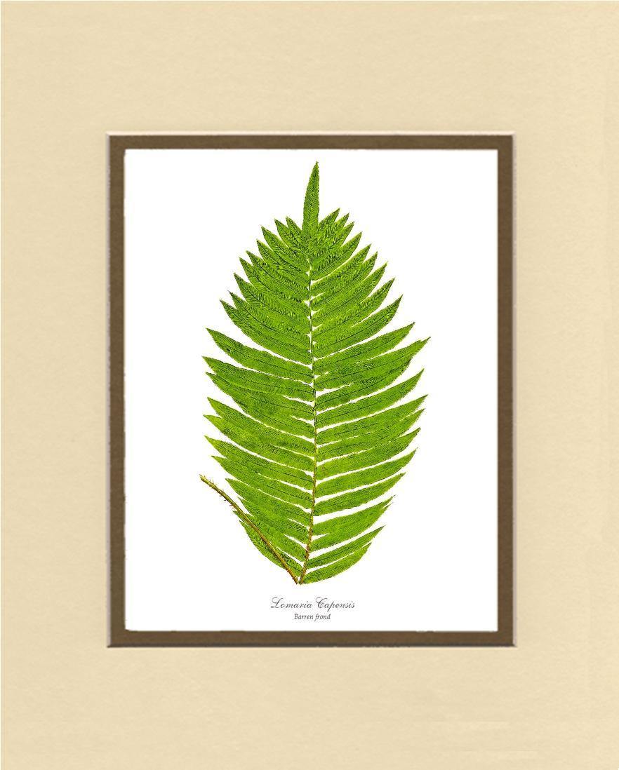 Lomaria capensis-Barren Frond Botanical Wall Art Print-Charting Nature
