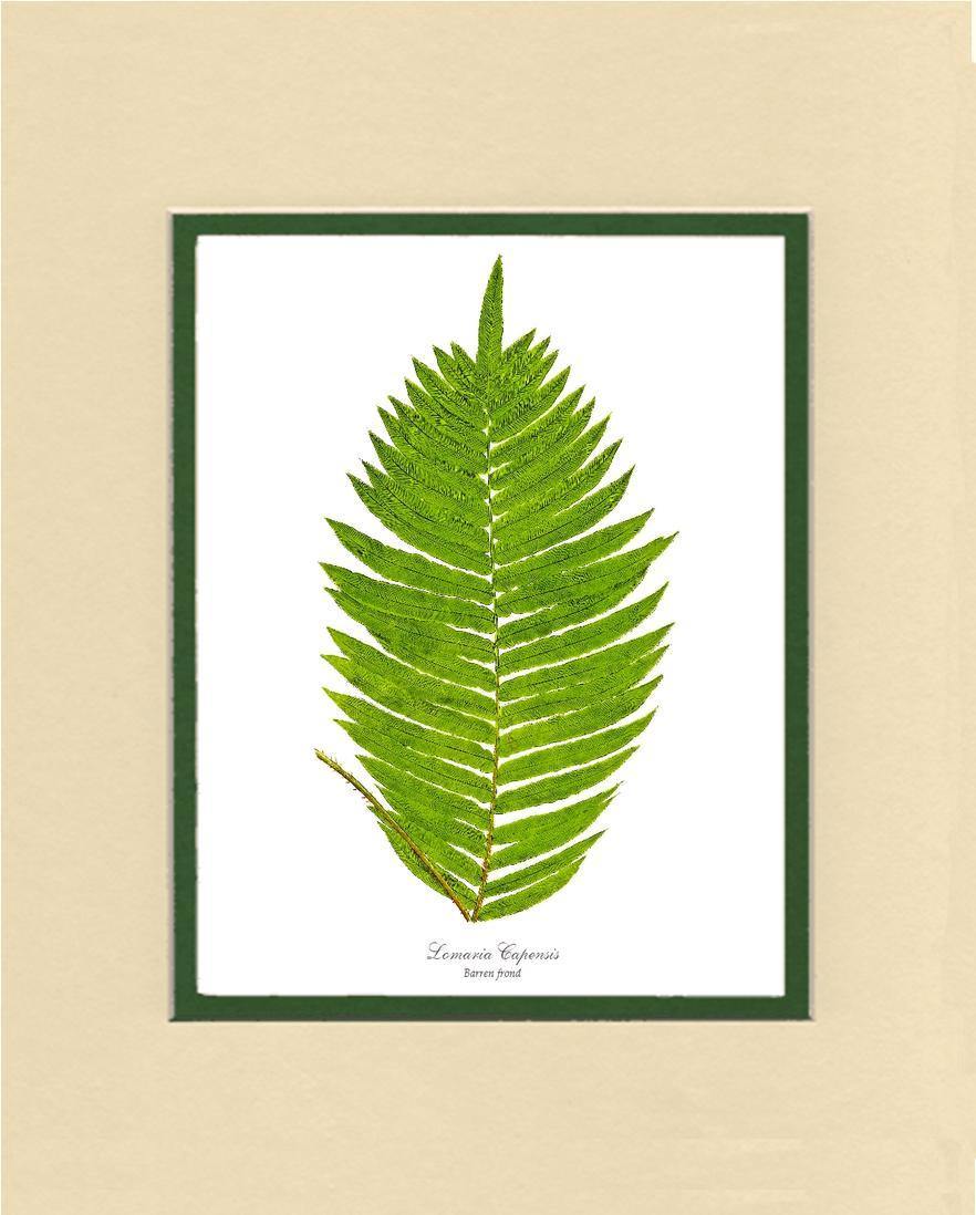 Lomaria capensis-Barren Frond Botanical Wall Art Print-Charting Nature