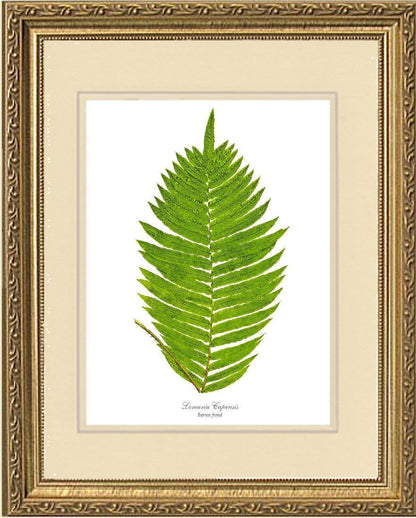 Lomaria capensis-Barren Frond Botanical Wall Art Print-Charting Nature