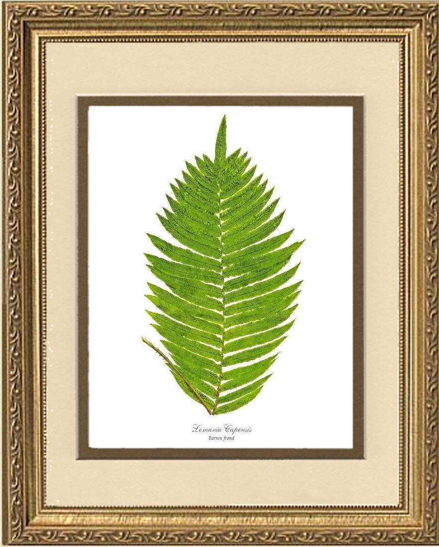 Lomaria capensis-Barren Frond Botanical Wall Art Print-Charting Nature