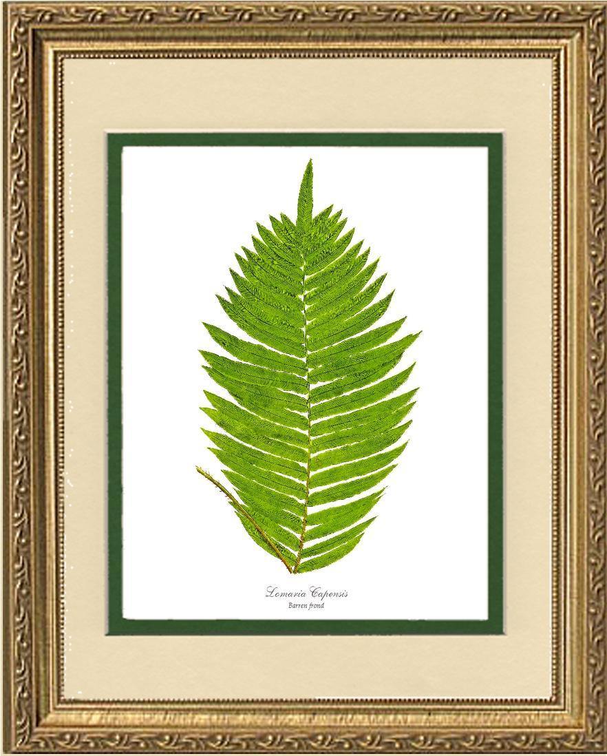 Lomaria capensis-Barren Frond Botanical Wall Art Print-Charting Nature