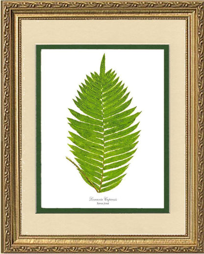 Lomaria capensis-Barren Frond Botanical Wall Art Print-Charting Nature