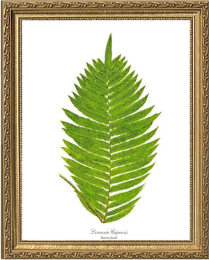 Lomaria capensis-Barren Frond Botanical Wall Art Print-Charting Nature