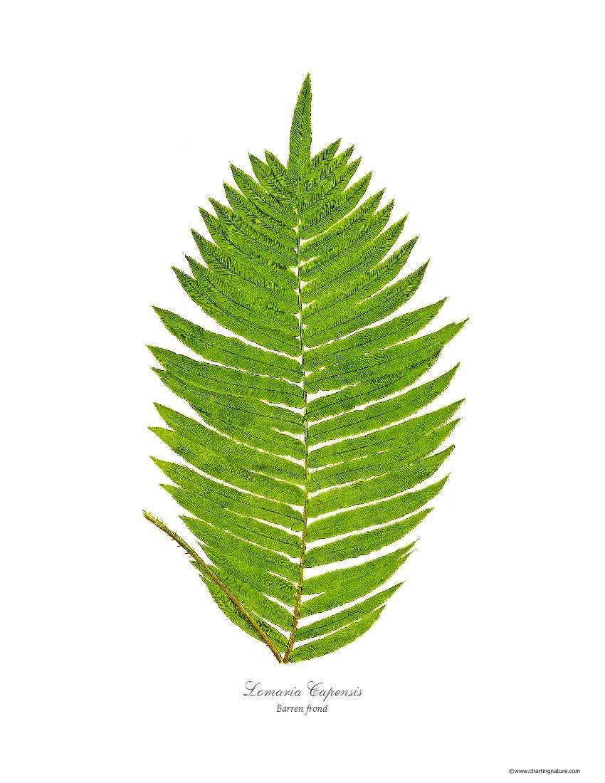 Lomaria capensis-Barren Frond Botanical Wall Art Print-Charting Nature