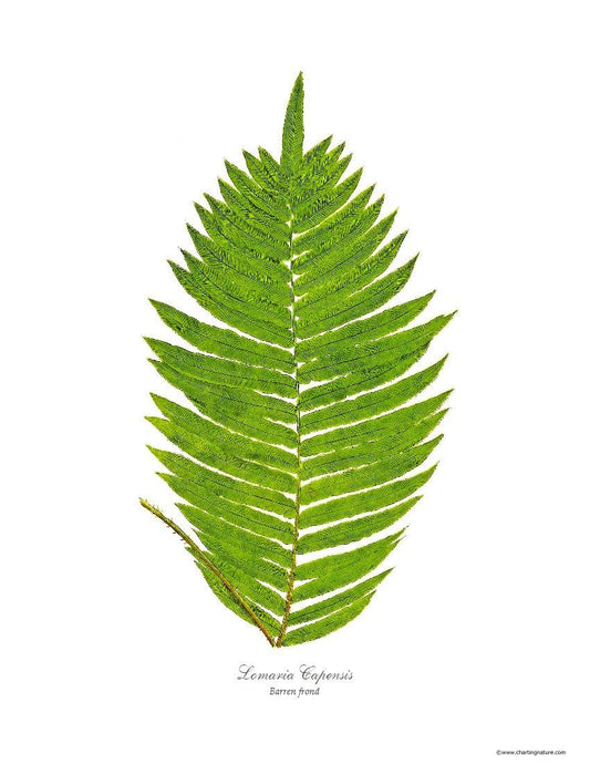 Lomaria capensis-Barren Frond Botanical Wall Art Print-Charting Nature