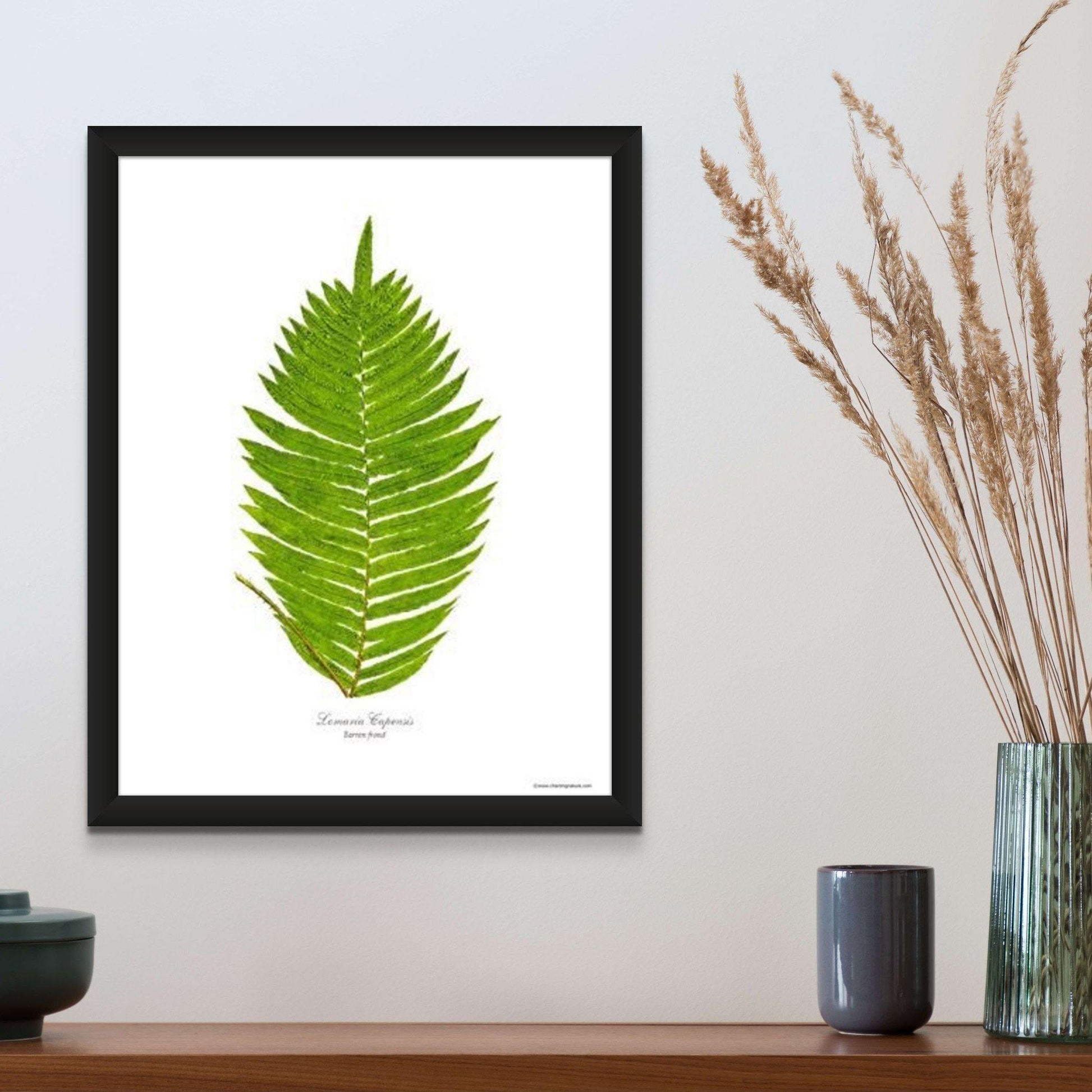 Lomaria capensis-Barren Frond Botanical Wall Art Print-Charting Nature