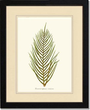 Lomaria capensis-Fertile Frond Botanical Wall Art Print-Charting Nature