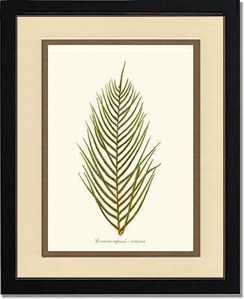 Lomaria capensis-Fertile Frond Botanical Wall Art Print-Charting Nature