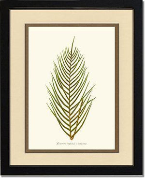 Lomaria capensis-Fertile Frond Botanical Wall Art Print-Charting Nature