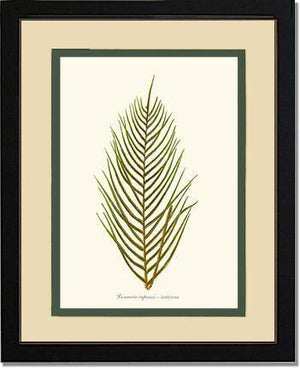 Lomaria capensis-Fertile Frond Botanical Wall Art Print-Charting Nature