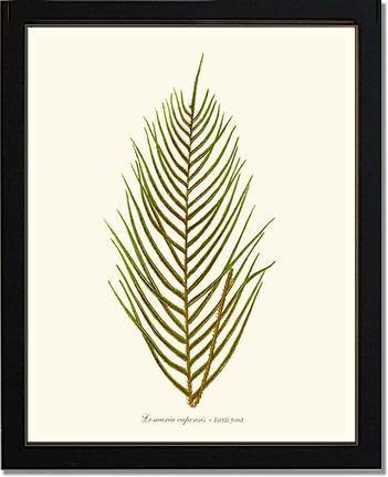Lomaria capensis-Fertile Frond Botanical Wall Art Print-Charting Nature
