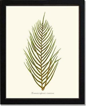 Lomaria capensis-Fertile Frond Botanical Wall Art Print-Charting Nature