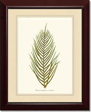 Lomaria capensis-Fertile Frond Botanical Wall Art Print-Charting Nature