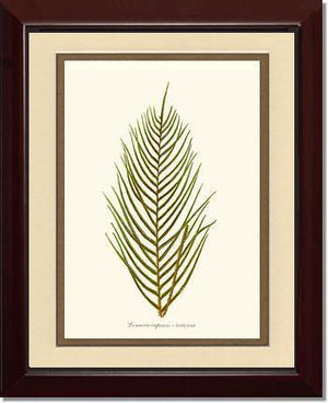 Lomaria capensis-Fertile Frond Botanical Wall Art Print-Charting Nature