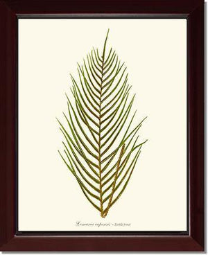 Lomaria capensis-Fertile Frond Botanical Wall Art Print-Charting Nature