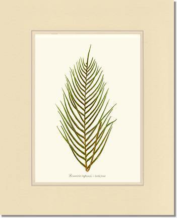 Lomaria capensis-Fertile Frond Botanical Wall Art Print-Charting Nature