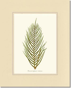 Lomaria capensis-Fertile Frond Botanical Wall Art Print-Charting Nature