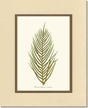 Lomaria capensis-Fertile Frond Botanical Wall Art Print-Charting Nature