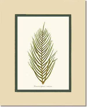 Lomaria capensis-Fertile Frond Botanical Wall Art Print-Charting Nature