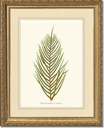 Lomaria capensis-Fertile Frond Botanical Wall Art Print-Charting Nature