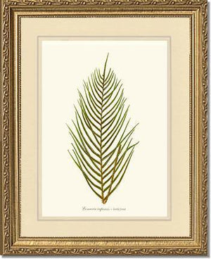 Lomaria capensis-Fertile Frond Botanical Wall Art Print-Charting Nature