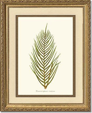 Lomaria capensis-Fertile Frond Botanical Wall Art Print-Charting Nature