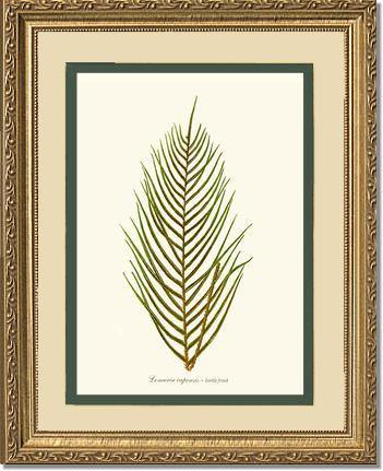 Lomaria capensis-Fertile Frond Botanical Wall Art Print-Charting Nature
