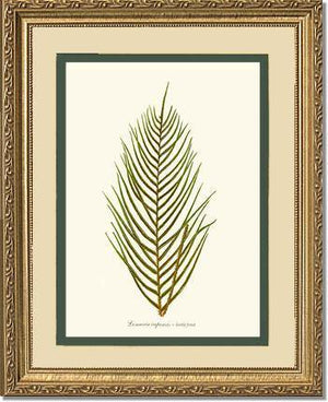 Lomaria capensis-Fertile Frond Botanical Wall Art Print-Charting Nature