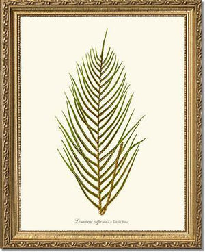 Lomaria capensis-Fertile Frond Botanical Wall Art Print-Charting Nature