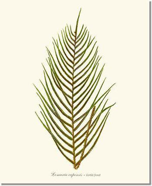 Lomaria capensis-Fertile Frond Botanical Wall Art Print-Charting Nature