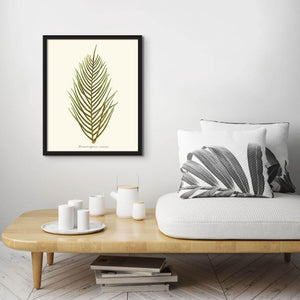 Lomaria capensis-Fertile Frond Botanical Wall Art Print-Charting Nature