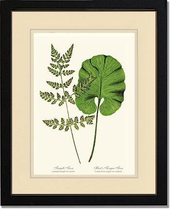 Fragile-Hart's Tongue Fern Botanical Wall Art Print-Charting Nature