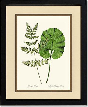 Fragile-Hart's Tongue Fern Botanical Wall Art Print-Charting Nature