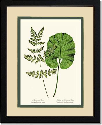 Fragile-Hart's Tongue Fern Botanical Wall Art Print-Charting Nature