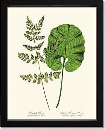 Fragile-Hart's Tongue Fern Botanical Wall Art Print-Charting Nature