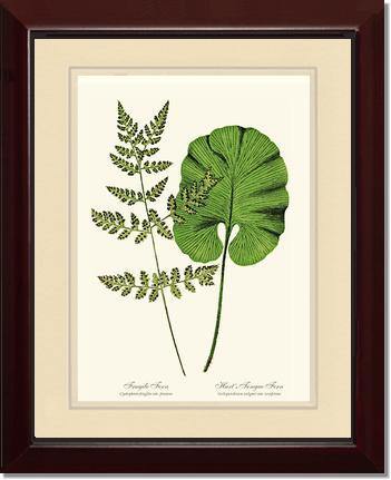 Fragile-Hart's Tongue Fern Botanical Wall Art Print-Charting Nature