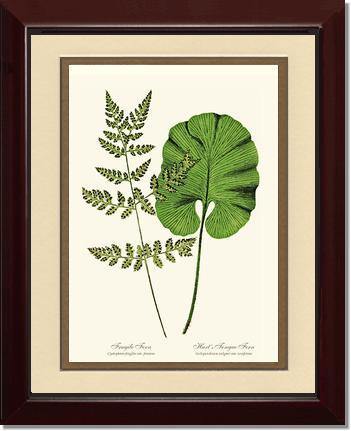 Fragile-Hart's Tongue Fern Botanical Wall Art Print-Charting Nature