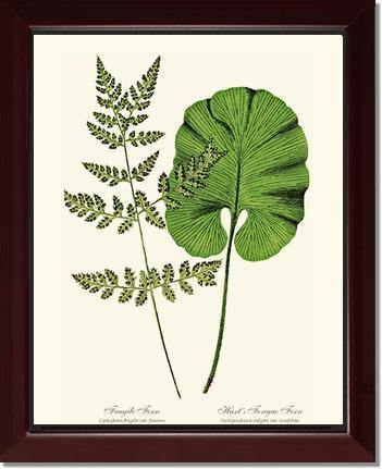 Fragile-Hart's Tongue Fern Botanical Wall Art Print-Charting Nature