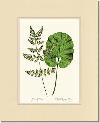 Fragile-Hart's Tongue Fern Botanical Wall Art Print-Charting Nature