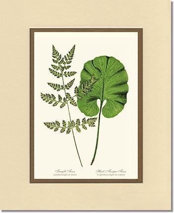 Fragile-Hart's Tongue Fern Botanical Wall Art Print-Charting Nature