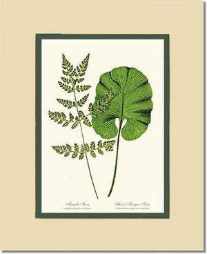 Fragile-Hart's Tongue Fern Botanical Wall Art Print-Charting Nature