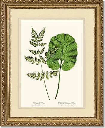 Fragile-Hart's Tongue Fern Botanical Wall Art Print-Charting Nature